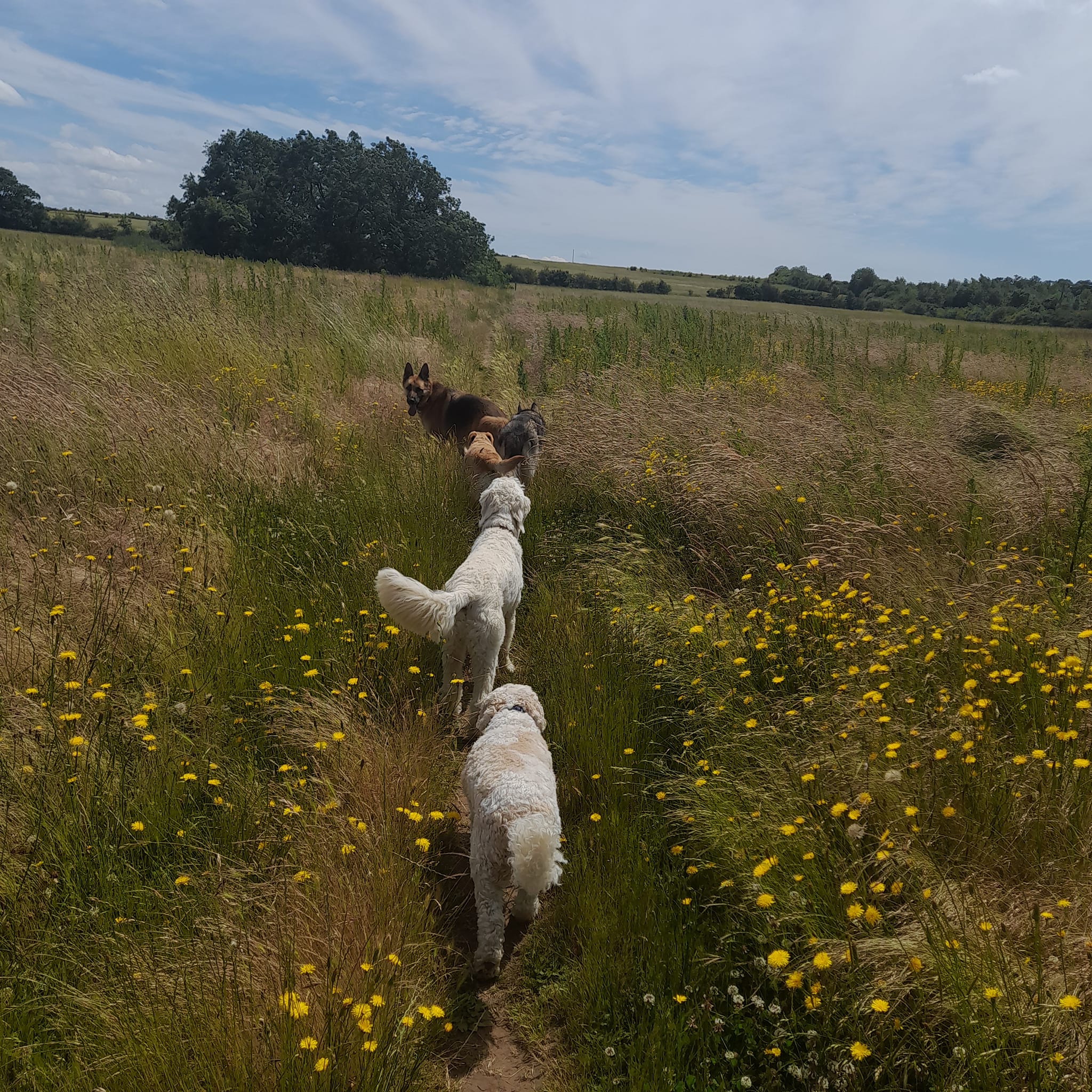 Dog walking service Sleaford Lincolnshire